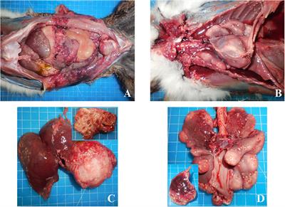 Case-report: Massive infection by Cysticercus longicollis in a captive Lemur catta from Italy